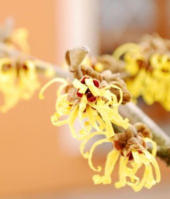 Hamamelis mollis - vilín měkký - květ